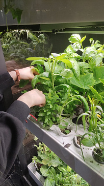 Умная теплица  "Дюймовочка" настольная Greenbar для выращивания цветов, ягод и пряных трав | учебное оборудование на nsppo.ru - 6 Умная теплица  "Дюймовочка" настольная Greenbar для выращивания цветов, ягод и пряных трав – портал поставщиков НСППО - 7